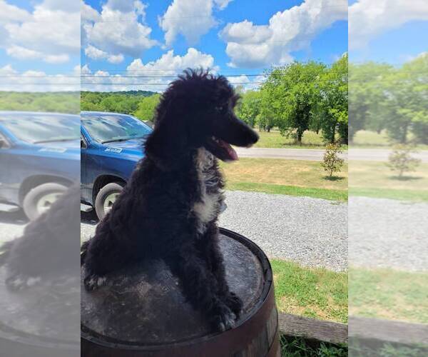Medium Photo #1 Poodle (Standard) Puppy For Sale in FAYETTEVILLE, TN, USA