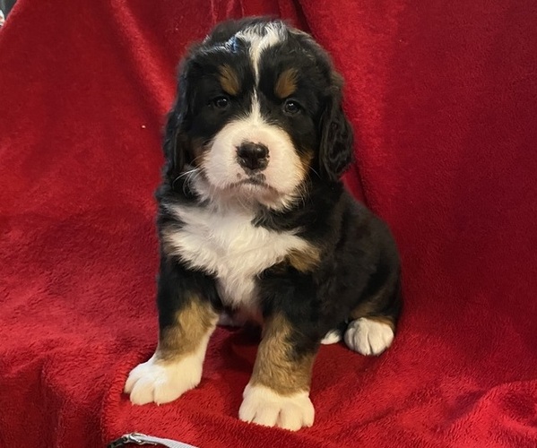 Medium Photo #1 Bernese Mountain Dog Puppy For Sale in GREEN FOREST, AR, USA