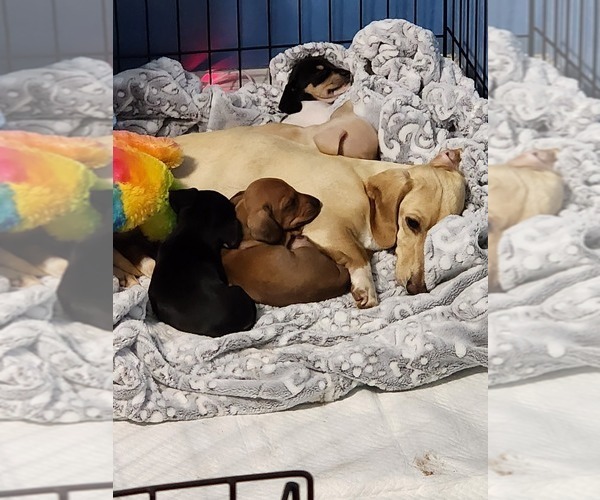 Medium Photo #1 Dachshund Puppy For Sale in MADISON HEIGHTS, VA, USA