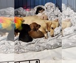 Small Photo #1 Dachshund Puppy For Sale in MADISON HEIGHTS, VA, USA