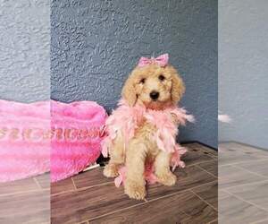 Poodle (Standard) Litter for sale in LUTZ, FL, USA