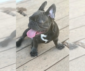 French Bulldog Litter for sale in MIRAMAR, FL, USA