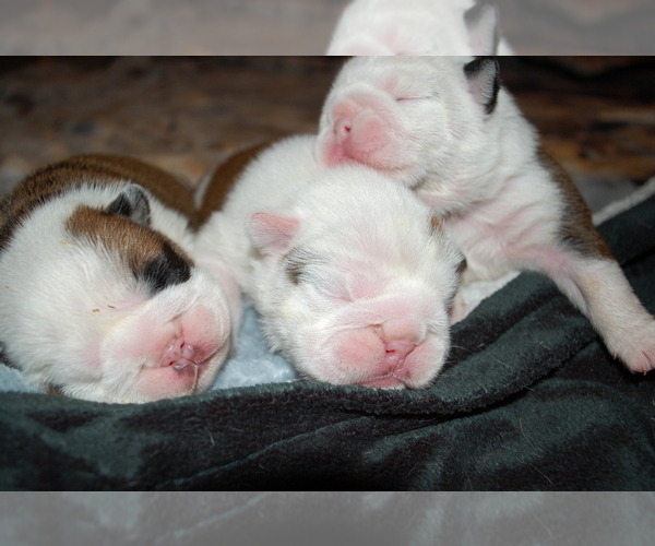 Medium Photo #1 English Bulldog Puppy For Sale in NORCO, CA, USA