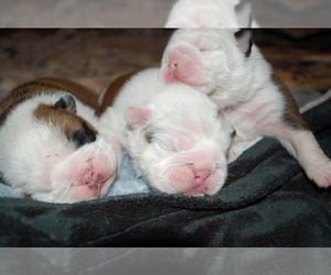 English Bulldog Litter for sale in NORCO, CA, USA