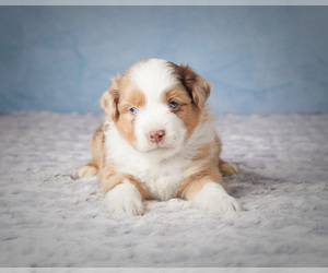 Miniature Australian Shepherd Litter for sale in MILLERSBURG, OH, USA