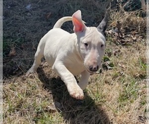 Bull Terrier Litter for sale in AKRON, OH, USA