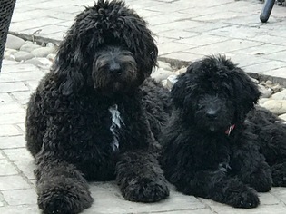 Saint Berdoodle Litter for sale in FRANKLIN, TN, USA