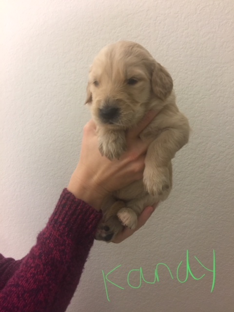 Medium Photo #1 Goldendoodle-Unknown Mix Puppy For Sale in WEST FORK, AR, USA