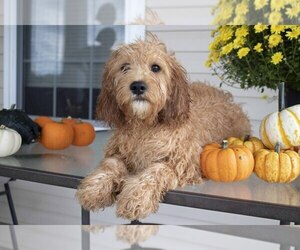 Cavapoo Litter for sale in MILLERSBURG, OH, USA