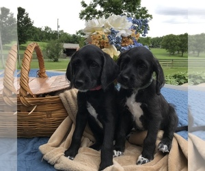 Dalmadoodle Litter for sale in LAWRENCEBURG, KY, USA