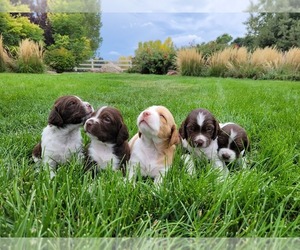 Brittany Litter for sale in FORT COLLINS, CO, USA