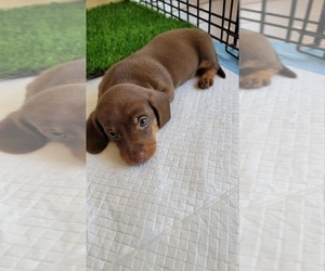 Dachshund Litter for sale in BURLESON, TX, USA