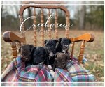 Small Photo #1 Schnoodle (Miniature) Puppy For Sale in NIANGUA, MO, USA