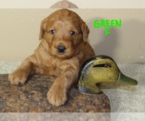 Labradoodle Litter for sale in ALAFAYA, FL, USA