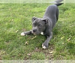 Small Photo #1 American Bully Puppy For Sale in OVERLAND, KS, USA