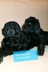 Small Photo #1 Labradoodle-Poodle (Standard) Mix Puppy For Sale in BOULDER, WY, USA