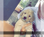 Small Photo #1 Goldendoodle Puppy For Sale in COLORADO SPRINGS, CO, USA