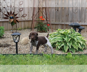 German Shorthaired Pointer Litter for sale in CANTON, OH, USA