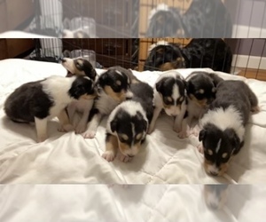 Collie Litter for sale in VINE GROVE, KY, USA