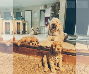 Cock-A-Poo-Goldendoodle Mix Litter for sale in CONCORD TWP, OH, USA