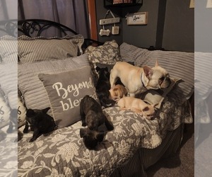 Faux Frenchbo Bulldog Litter for sale in BOONE, IA, USA