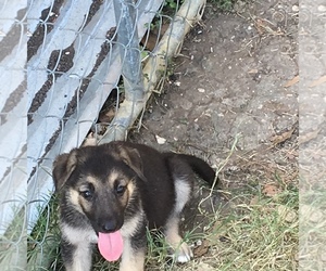 German Shepherd Dog Litter for sale in VAN ALSTYNE, TX, USA