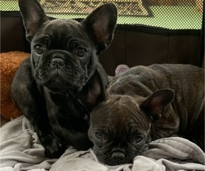 French Bulldog Litter for sale in DOSWELL, VA, USA