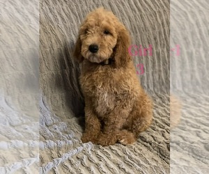 Goldendoodle Litter for sale in POCAHONTAS, AR, USA