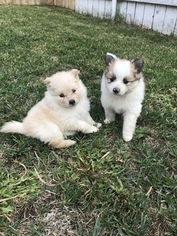 Pomeranian Litter for sale in BEND, OR, USA