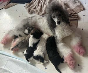 Poodle (Standard) Litter for sale in KENNESAW, GA, USA
