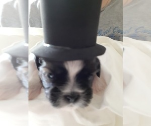 Shih Tzu Litter for sale in CLEARWATER, FL, USA