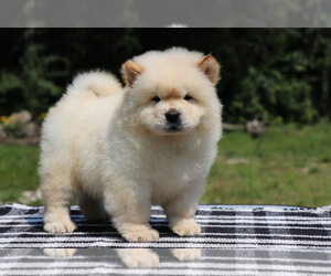 Chow Chow Litter for sale in AUGUSTA, MI, USA