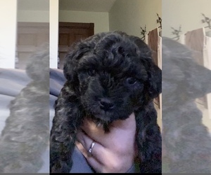 Maltipoo Litter for sale in CROWN CITY, OH, USA