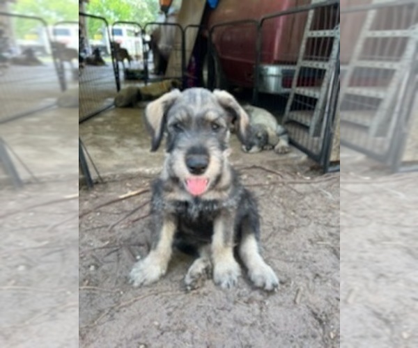 Medium Photo #1 Schnauzer (Giant) Puppy For Sale in SAINT CLOUD, FL, USA