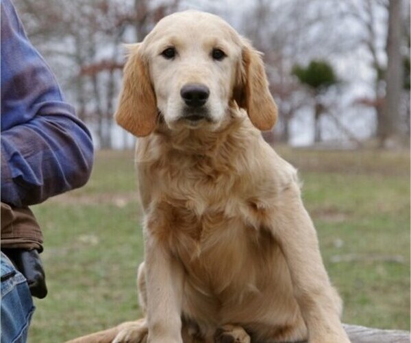 Medium Photo #1 Golden Irish Puppy For Sale in SALEM, MO, USA