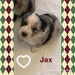 Small Photo #1 Australian Shepherd Puppy For Sale in MECHANICSVILLE, VA, USA