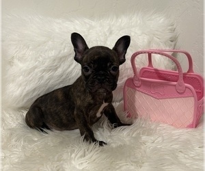 French Bulldog Litter for sale in FOWLER, CA, USA