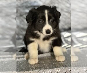 Border-Aussie Litter for sale in FORT PLAIN, NY, USA