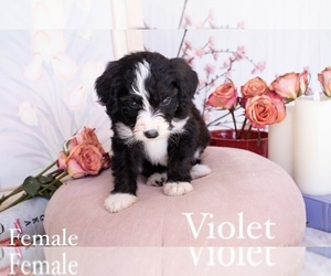 Bernedoodle Litter for sale in QUEEN CREEK, AZ, USA