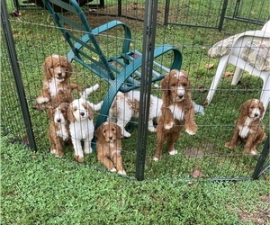Goldendoodle Litter for sale in AVONDALE, PA, USA