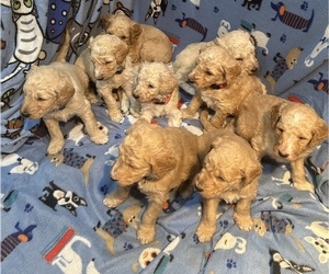 Goldendoodle Litter for sale in OTTUMWA, IA, USA