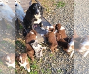 Australian Shepherd Litter for sale in DOWELLTOWN, TN, USA