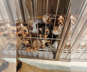 Yorkshire Terrier Litter for sale in DICKINSON, TX, USA
