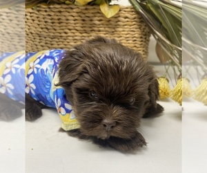 Shorkie Tzu Litter for sale in SELLERSBURG, IN, USA