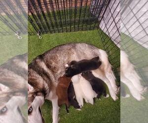 Border Collie-Siberian Husky Mix Litter for sale in HANAHAN, SC, USA