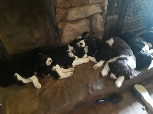 English Springer Spaniel Litter for sale in GERMANTOWN, TN, USA