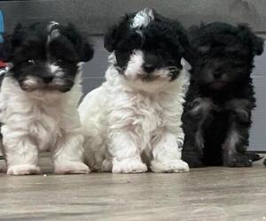 Maltipoo Litter for sale in LOS ANGELES, CA, USA