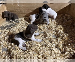 German Shorthaired Pointer Litter for sale in CHEYENNE WELLS, CO, USA