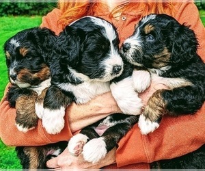 Bernedoodle Litter for sale in SANDPOINT, ID, USA