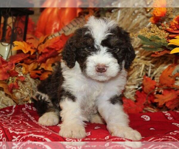 Medium Photo #1 Bernedoodle-Poodle (Miniature) Mix Puppy For Sale in HUTCHINSON, KS, USA
